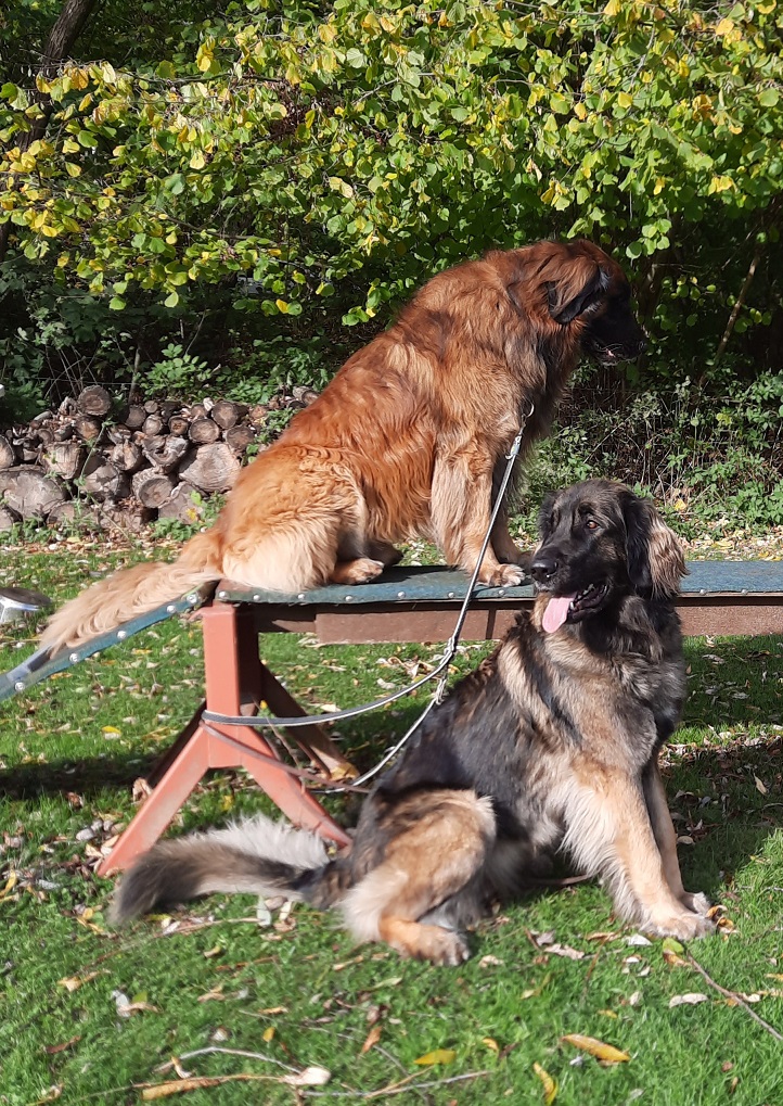 Dicci und octavius
